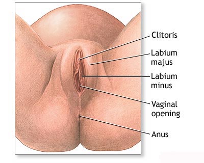 Female external anatomy