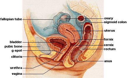 Female internal anatomy