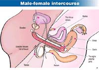 Male female intercourse