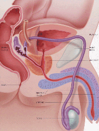 Male internal anatomy in detail