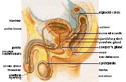 Male internal anatomy with penis