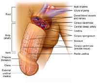 Penis anatomy