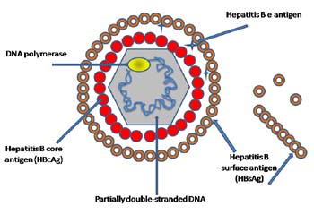 sex therapy hepatitis B virus structure